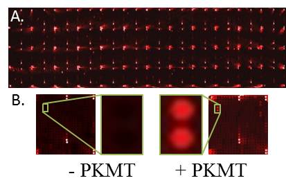ProtoArray