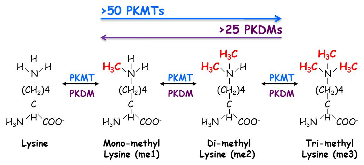 Kmethylation