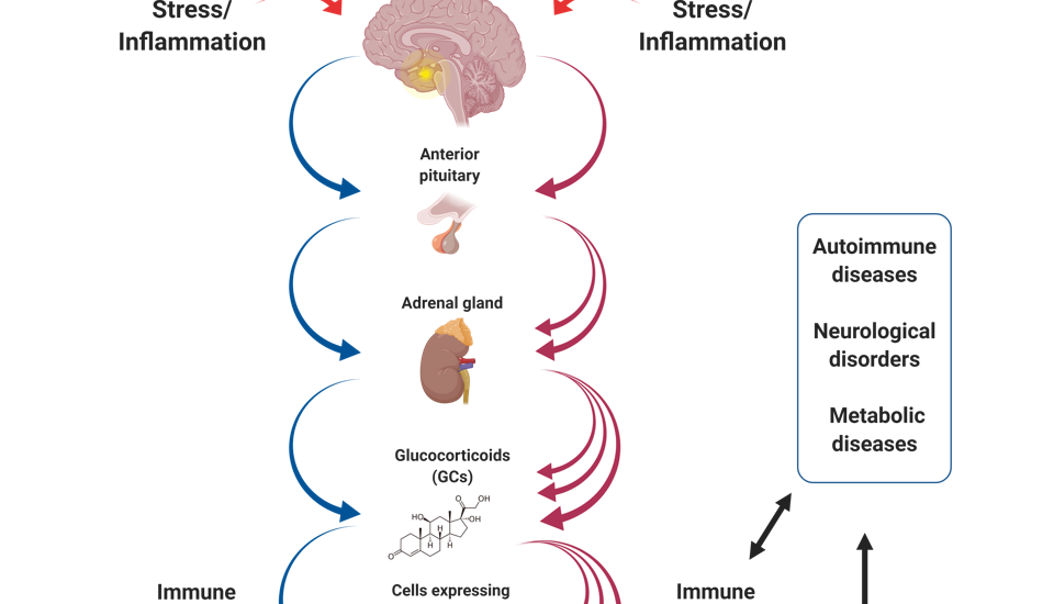 Mechanisms of stress-induced autoimmunity and neuroinflammation