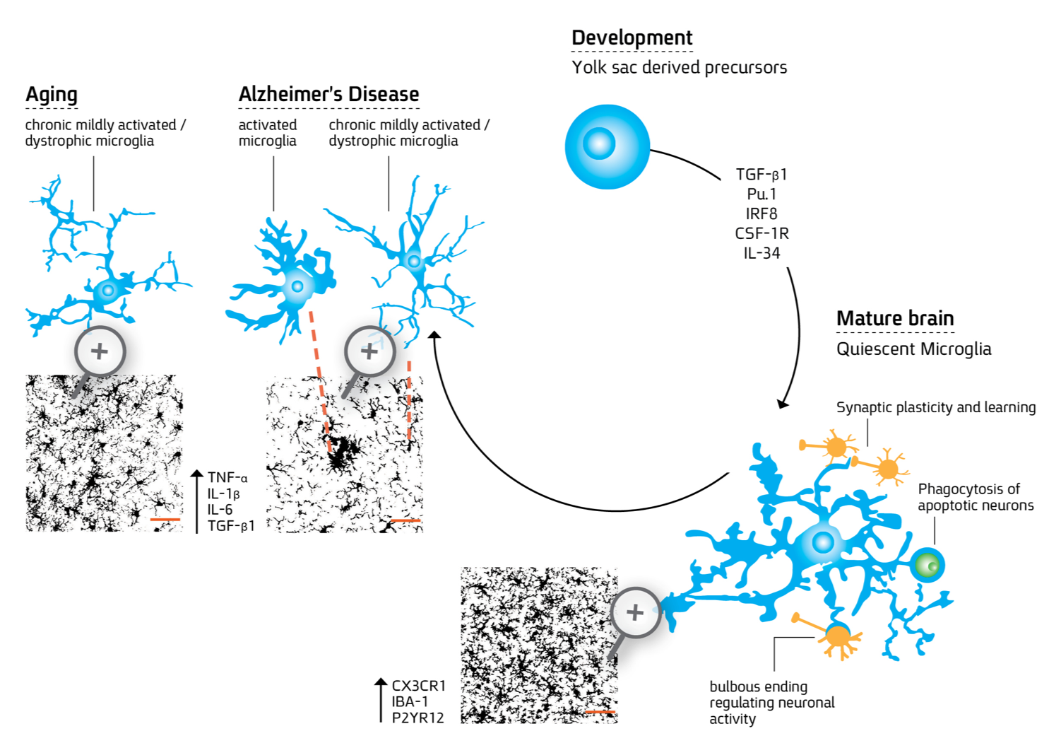 Immune cell residence and function within the central nervous system
