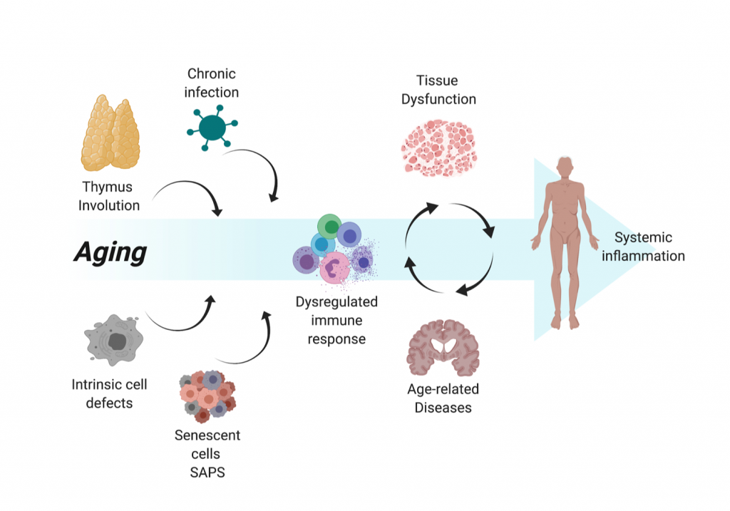 Immune mechanisms in aging and Alzheimer’s disease