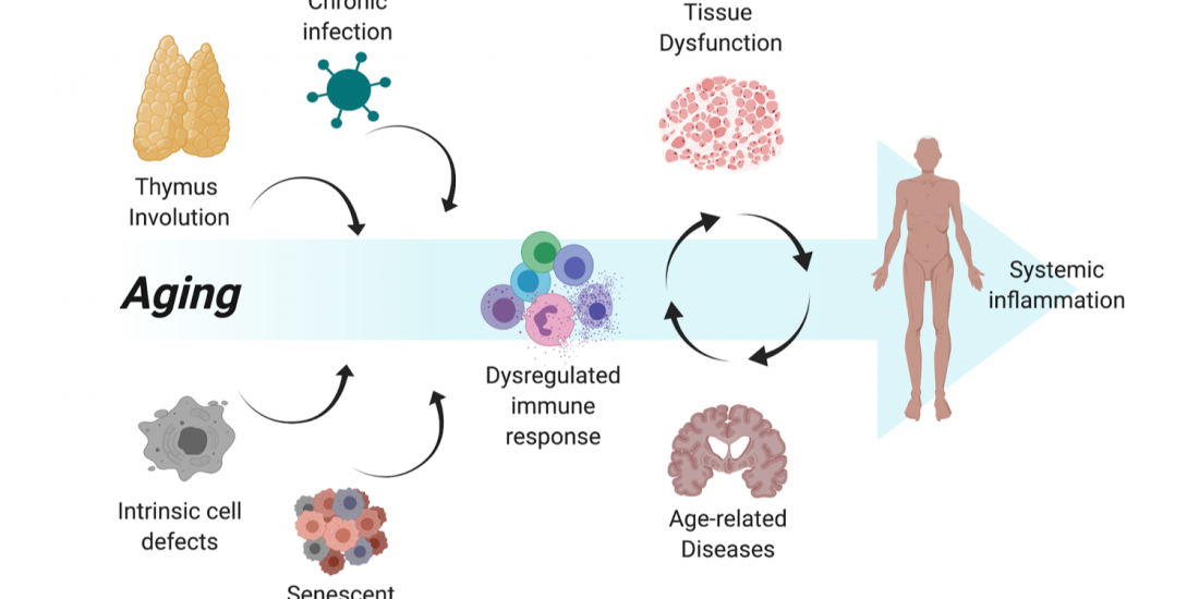 Immune mechanisms in aging and neurodegenerative diseases.
