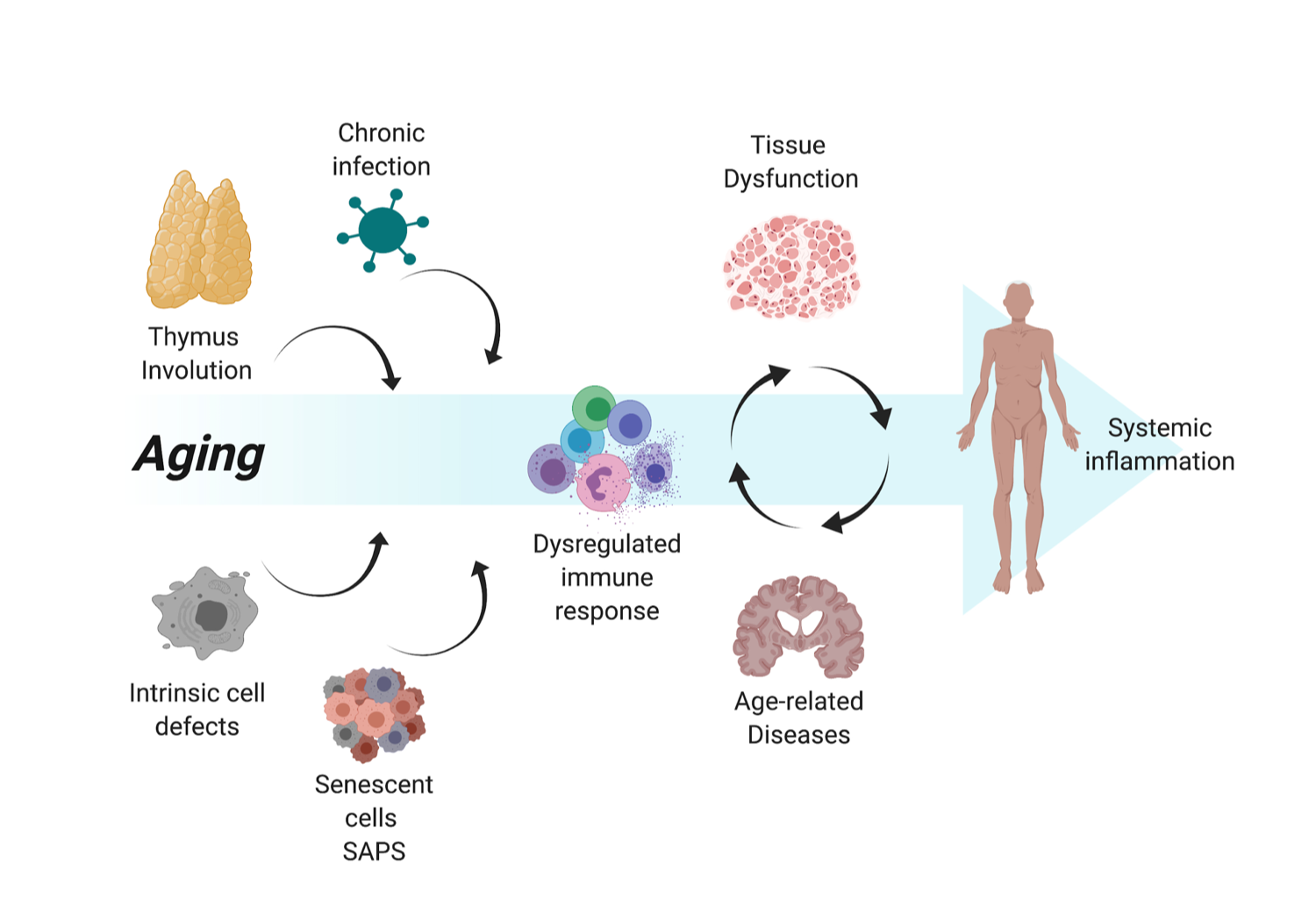 Immune mechanisms in aging and Alzheimer’s disease